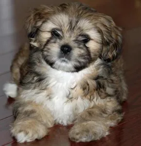 Sreeganesh farm offers Best quality Lhasa apso puppies for sale