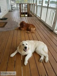 Free white golden retriever spayed