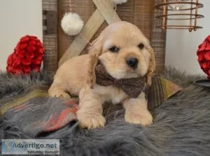 Cocker Spaniel Puppies for sale