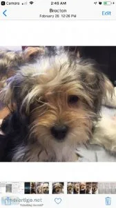Yorkiepoo