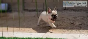 SPUNKY and gorgeousFrench Bulldogs