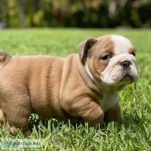 Adorable English bulldog puppies