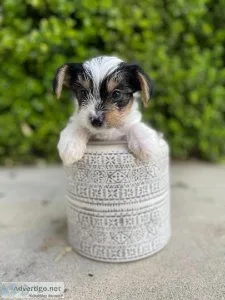 Yorkie Puppies