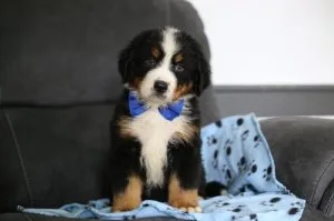 Bernese Mountain Puppies for sale