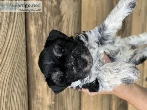 Miniature schnauzer