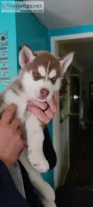Siberian husky