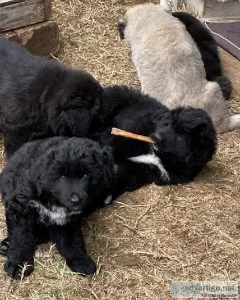 Caucasian ShepherdKomondor puppies