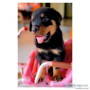 Registered Rottweiler Puppies Females and Males available