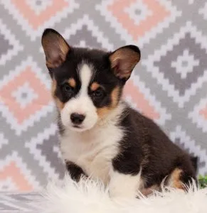 Well Trained Pembroke Welsh Corgi Puppies