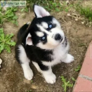Siberian Husky Puppies for sale