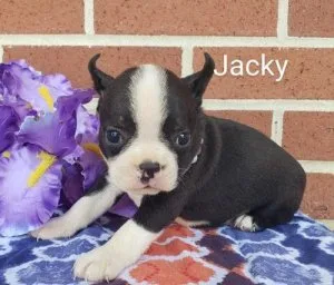 Awesome Boston Terrier Pups for sale