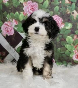 Bernedoodle Puppies for sale