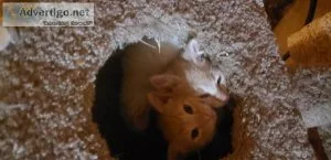 Kittens