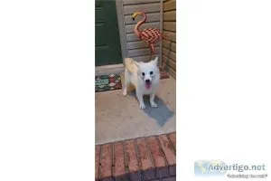 CKC American Eskimo-Rosie-Female