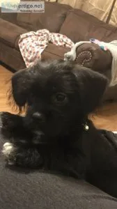 Shih tzu mix
