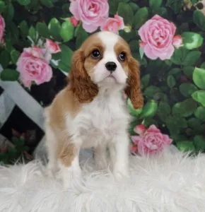 Cute King Charles Pups Available