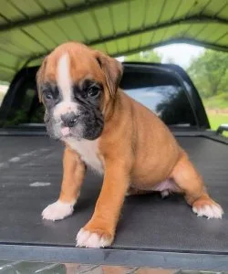 Red and White Boxer Puppies for sale