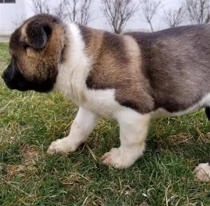 Super Talented Akita puppies for SALE