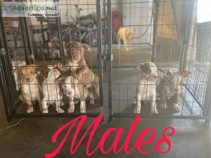 Puppies available