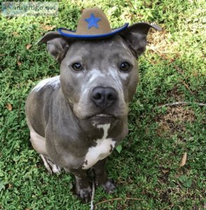The Dog Training Clinic LLC