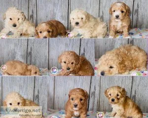 Mini Goldendoodle Puppies
