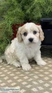 Wonderful Cavachon Puppies For Sale