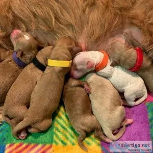 Doodle Puppies For Worthy FAMILIES(724) 300 3520