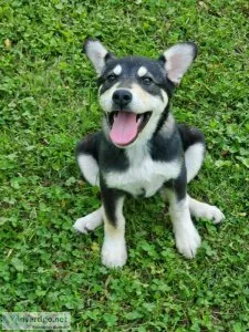 Husky and malamute mix pup