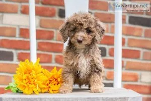 Rufus Miniature Poodle