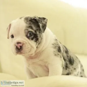 Looking for a Micro bully puppies for sale  Then you are in the 