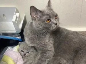 TICA REGISTERED British shorthair Kittens
