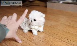 teacup Maltese Puppies