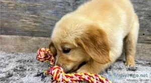 Golden Retriever Puppies