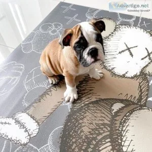 Rehoming english bulldog