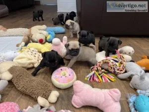 Stunning pug puppies for sale