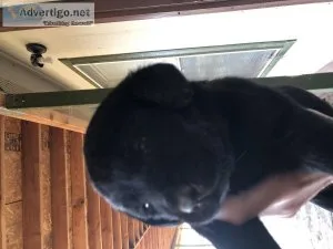 Labrador puppies