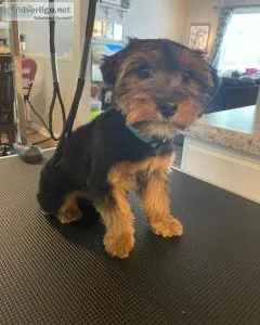 Kiss My Mutt Dog Groomers (Clemson)