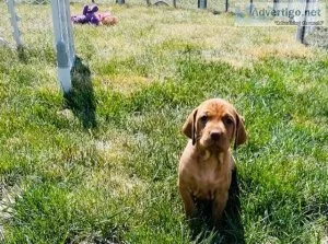 Vizsla Puppies