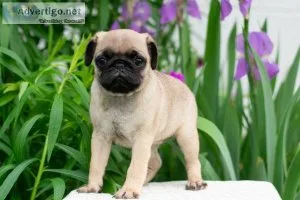 Macie Pug