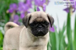 Maggie Pug