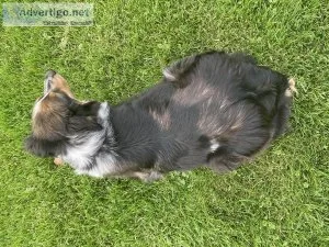Expected Litter - Australian Shepherd