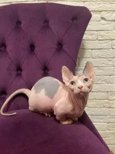 Blue Eyes Sphynx kitten