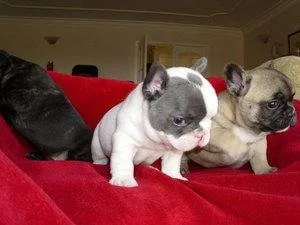 Frenchie puppies for Adoption