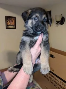 Purebred German Shepherd Puppies