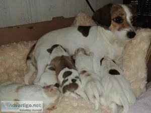 Sweet puppies reading for loving homes