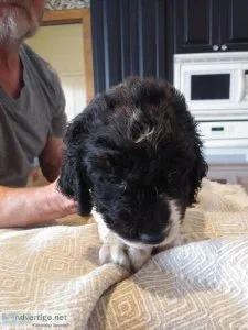 These 4 adorable English Springer Spaniel are looking for a fun-