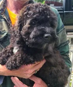 Freddy cockapoo