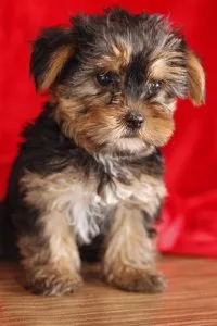 Full Breed Yorkie puppies