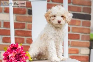 Lilly Miniature Poodle