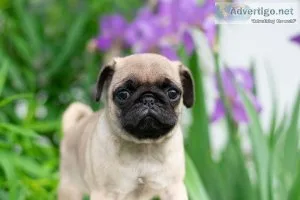 Molly Pug